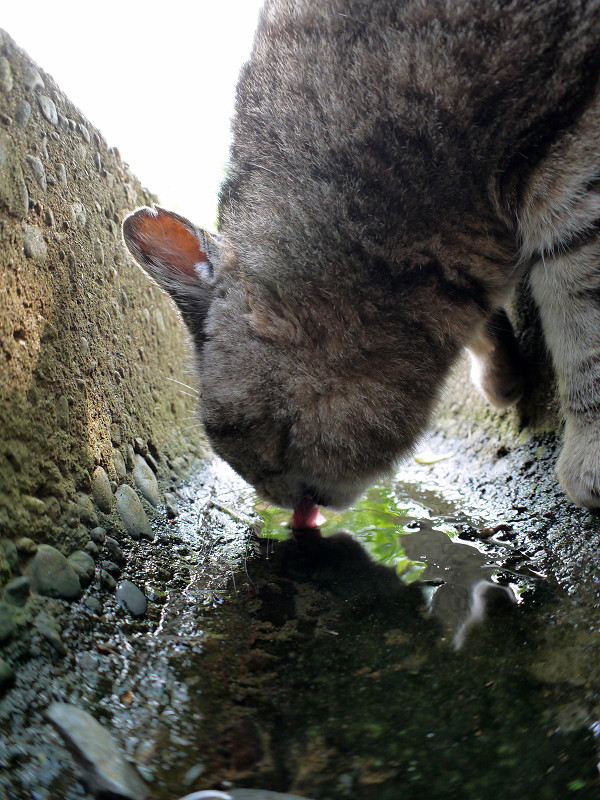 側溝の水を飲むキジトラ猫2