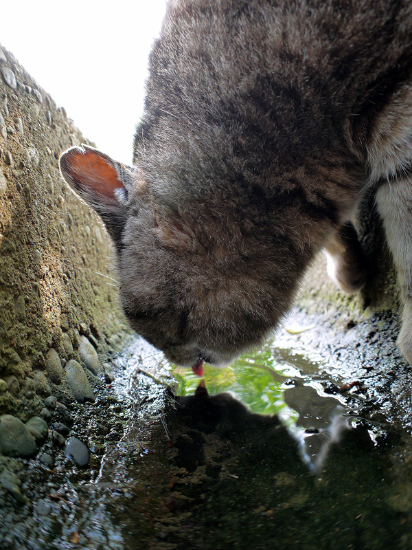側溝の水を飲むキジトラ猫3
