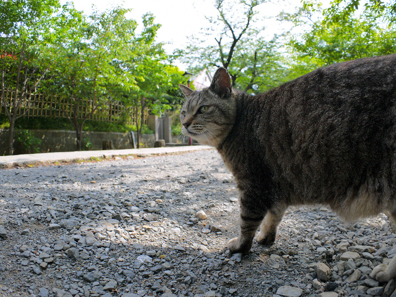 参道を横切るキジトラ猫1