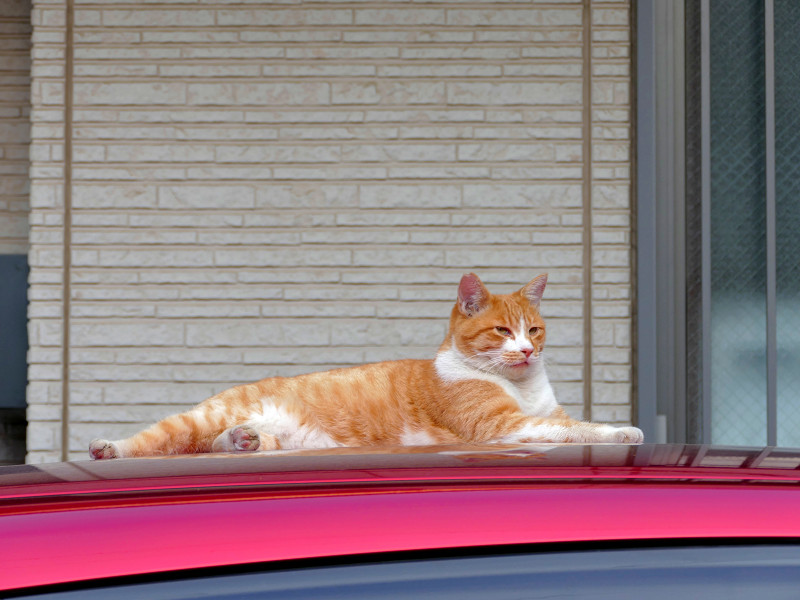 赤い車と茶白の猫1