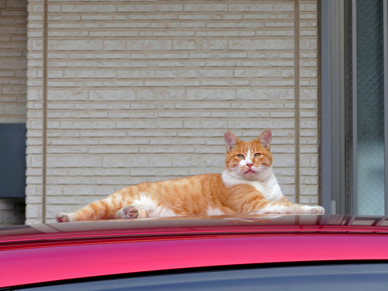 赤い車と茶白の猫3