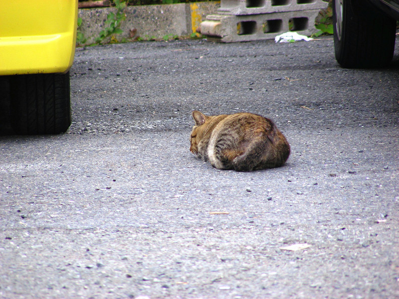 駐車場で寝ていたキジトラ猫1