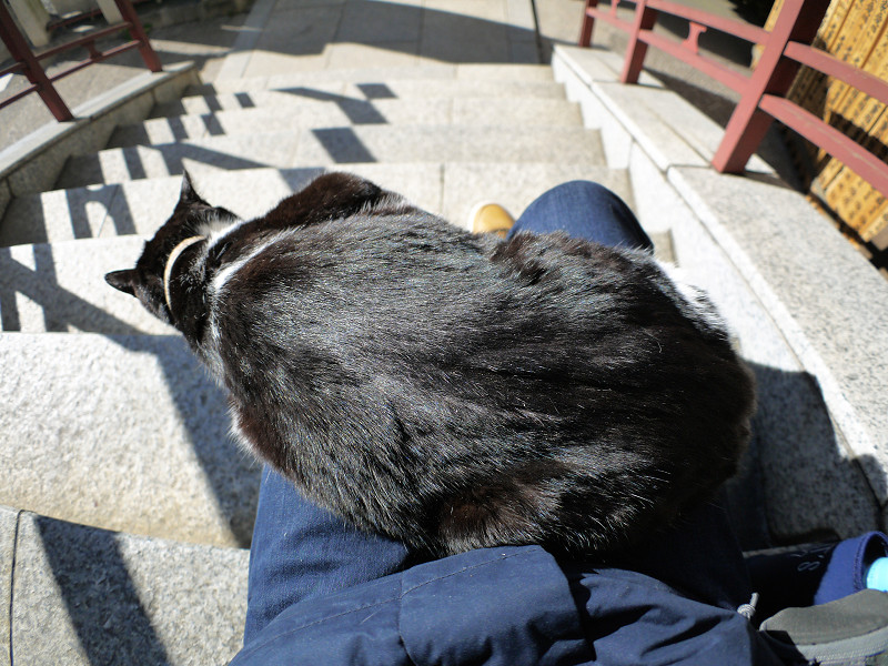 膝の上で光ってる黒白猫1