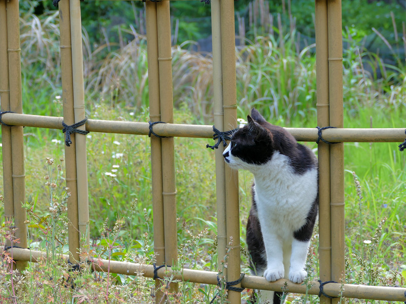 竹の柵と黒白猫3