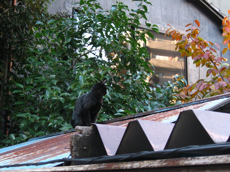 屋根の上の黒猫
