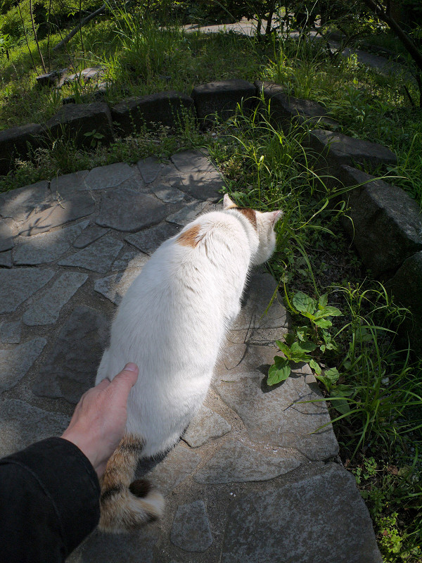 腰を触られる白三毛猫2