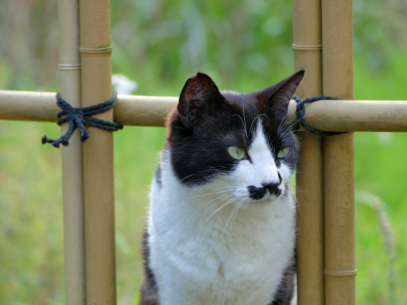 竹柵から顔を出す黒白猫2