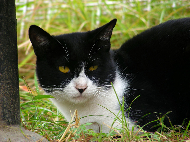 こっちを見ている公園の黒白猫3