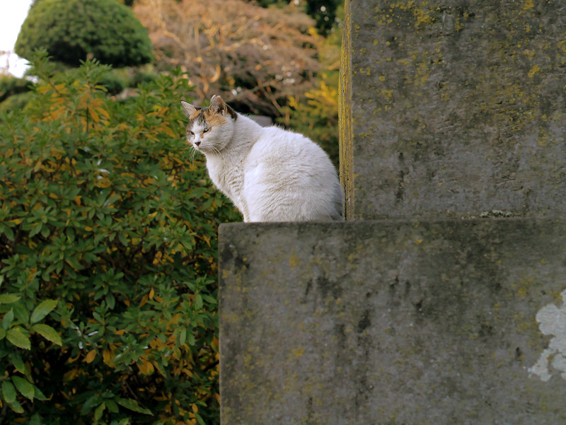 石碑と白三毛猫1