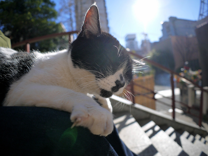 膝に上で眠りに落ちる白黒猫3