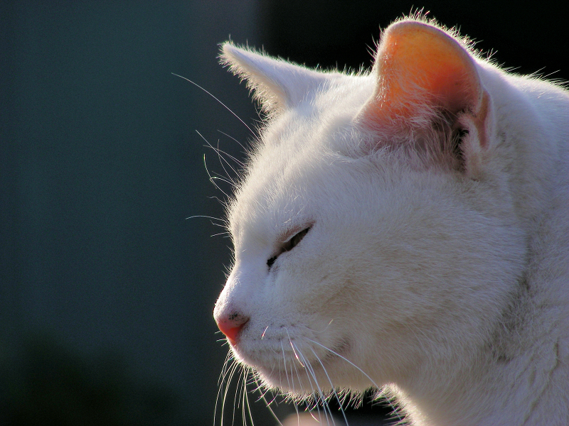 白猫の横顔1