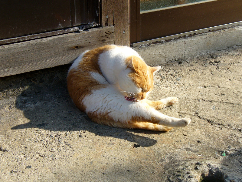 足を伸ばしての毛づくろいの茶白猫1