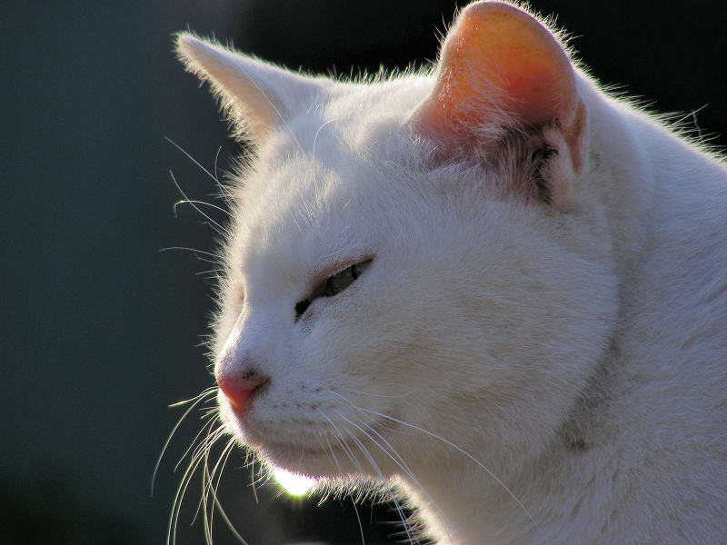 白猫の横顔2