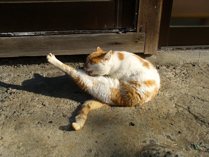足を伸ばしての毛づくろいの茶白猫2
