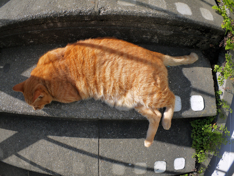 階段で寝ている茶トラ猫