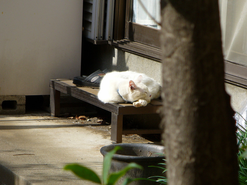踏み台の白猫2