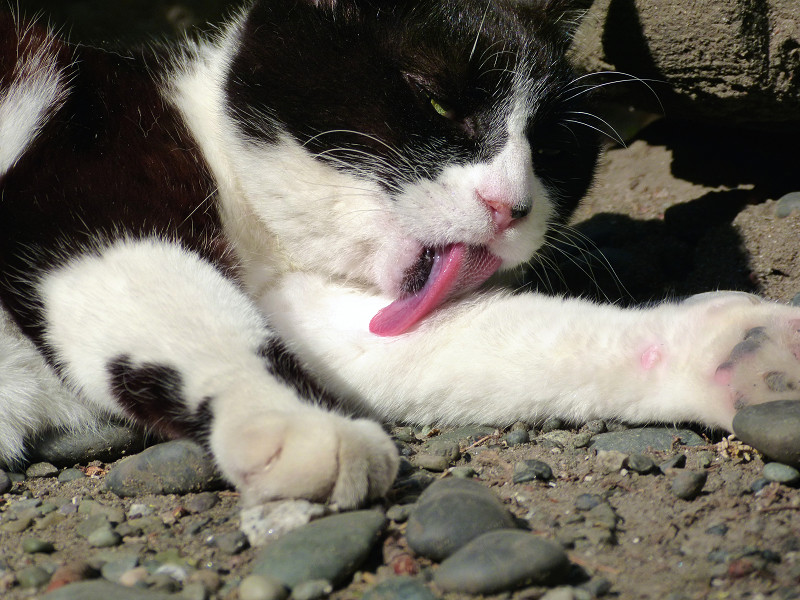 舌を長く伸ばす黒白猫1