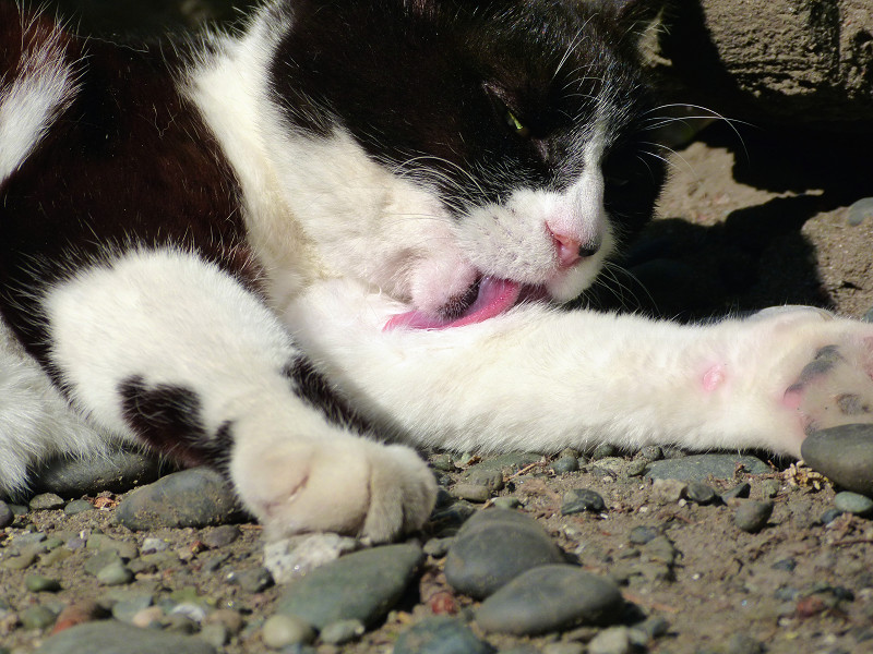 舌を長く伸ばす黒白猫2