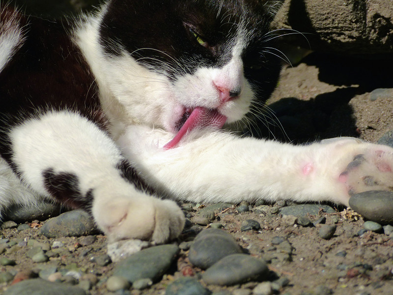 舌を長く伸ばす黒白猫3
