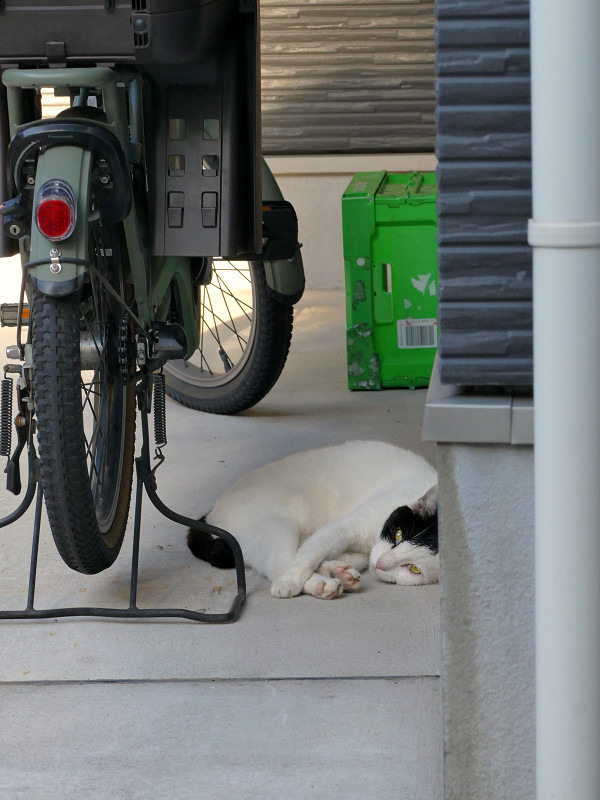 ガレージの白黒ブチ猫1