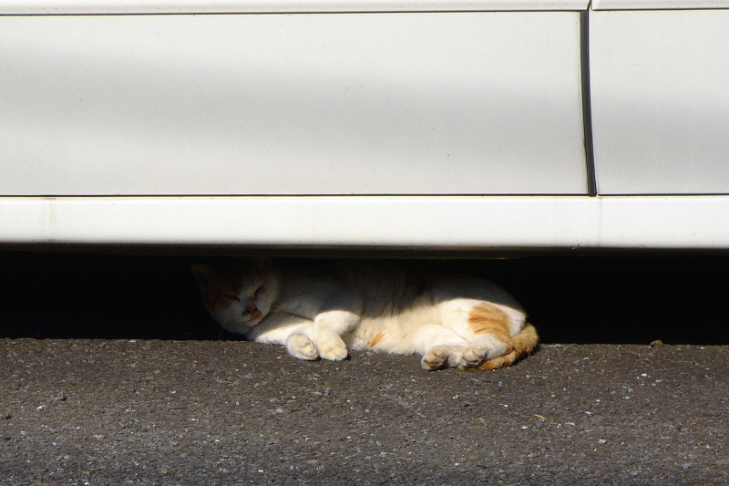 車の下の白茶猫