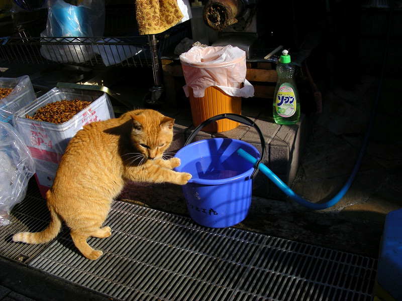 バケツの水を飲む茶トラ猫2