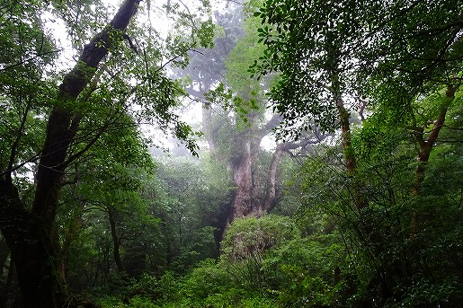 雨模様の縄文杉