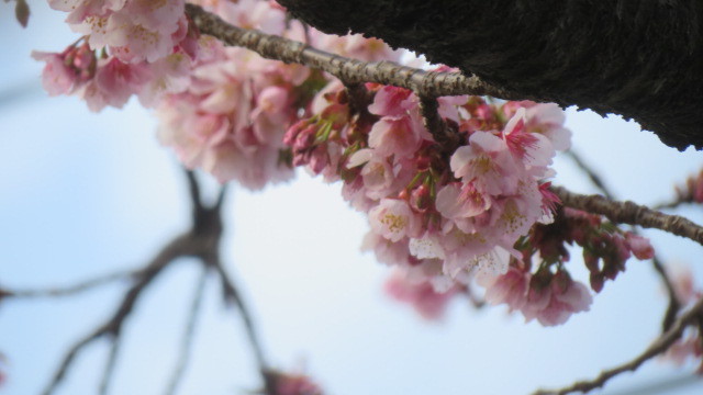 2021 2 9 早咲桜