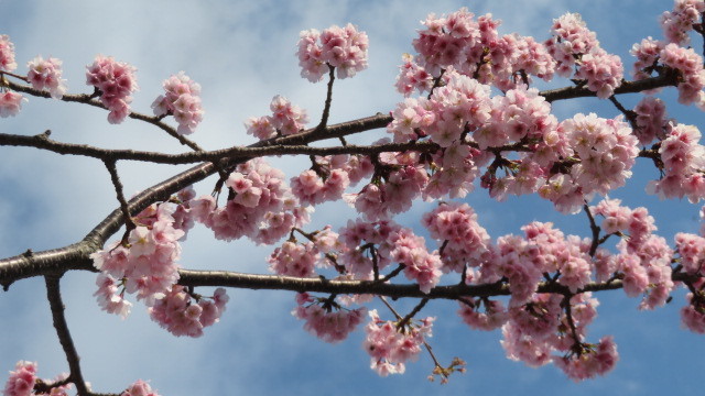 　2021 3 8　早咲き桜　