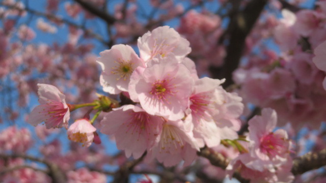 　2021 3 8　早咲き桜　