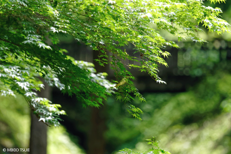 絶景探しの旅 - 絶景写真No.1723 緑の森の風景 （東京都 八王子市）